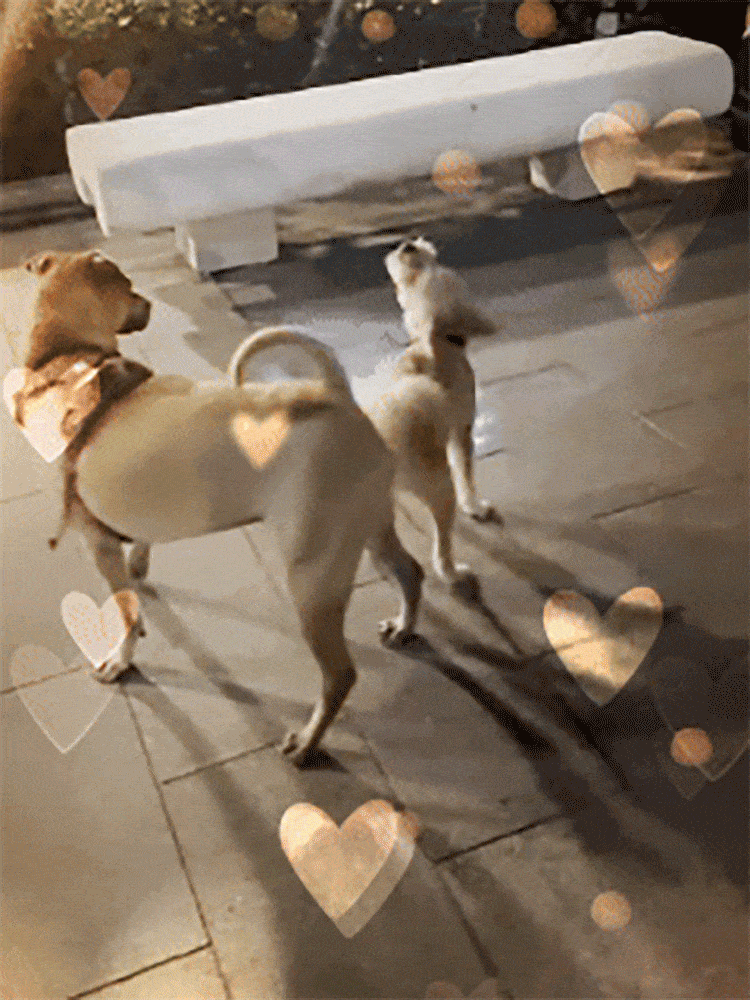 Anti-Lost Pet Glow Collar Projector Light with Breed Patterns